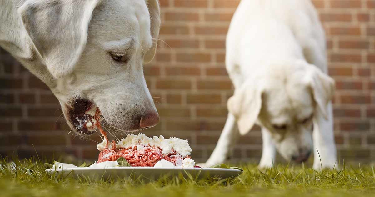 A nyersetetés veszélytelen kutyánkra, ha betartjuk a legfontosabb alapszabályokat!