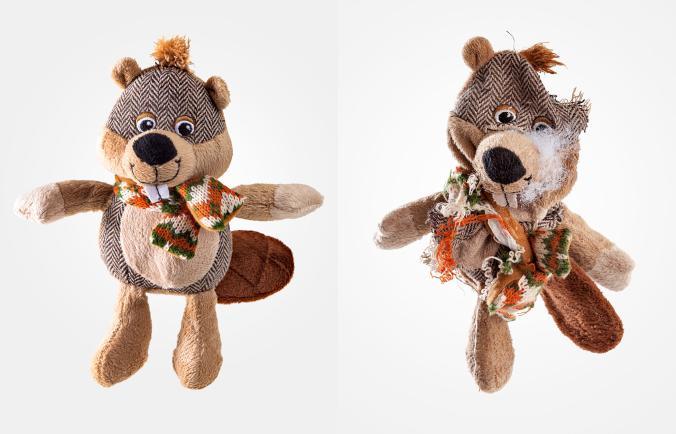 Murray, az idős boston terrier két hét alatt “semmisítette” meg a játékát