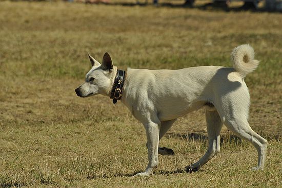 Sinka kutya munka közben