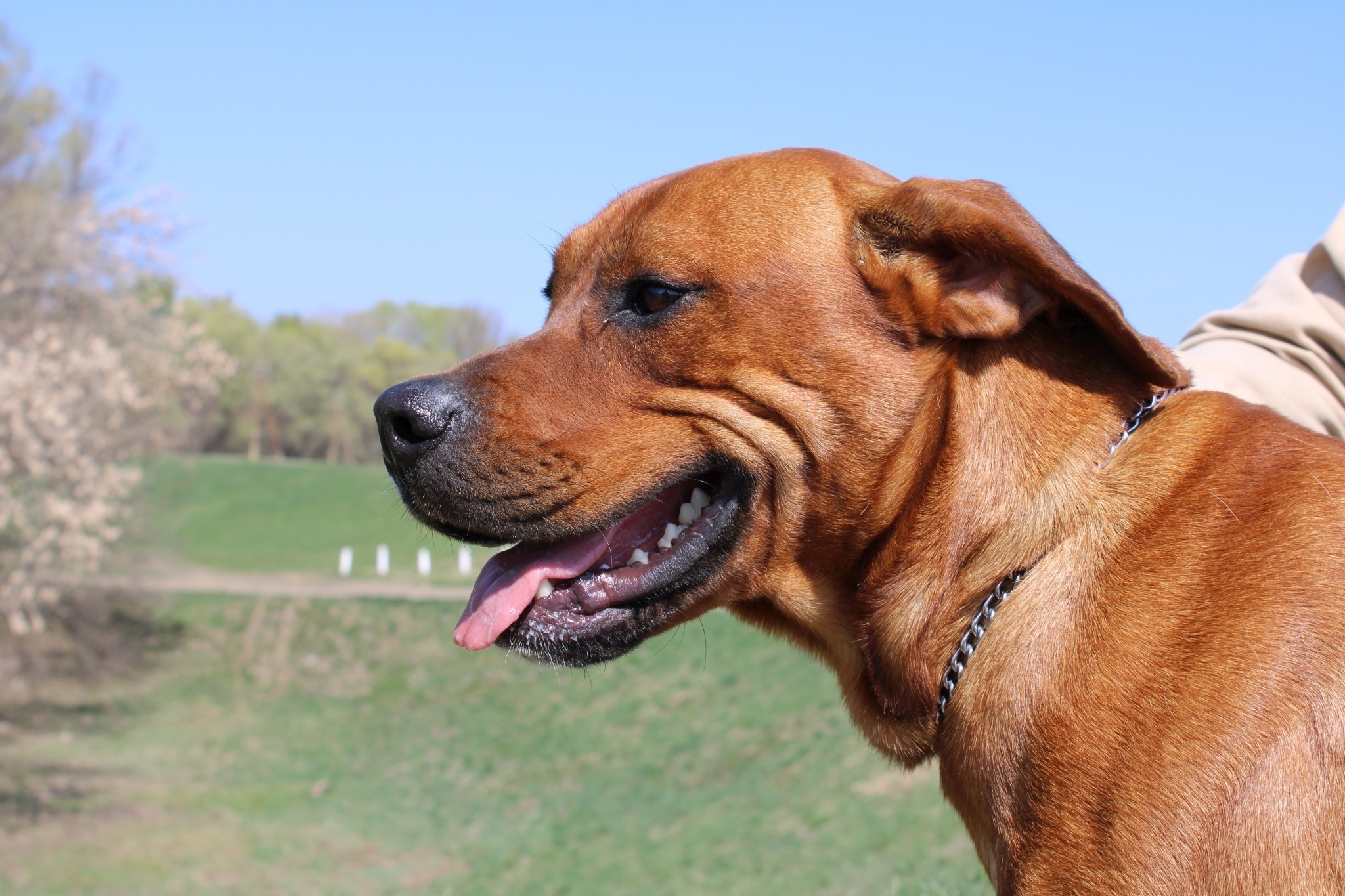 Vigécet altatás elől hozta ki a gyepmesteri telepről László