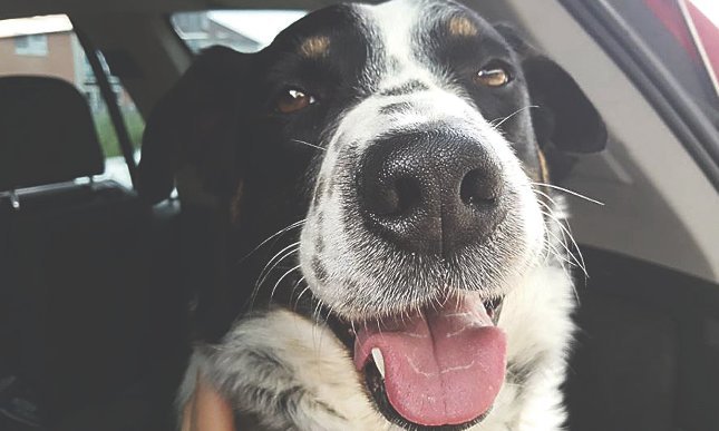 Fagyállós virslivel és rizzsel mérgezték meg Schörmann kutyát