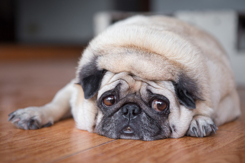 A rövid orrú kutyák több levegőt nyelhetnek le, ami szellentés formájában is távozhat