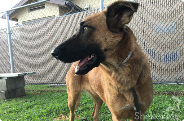 A gondozók szerint Zuzu egy barátságos, kedves kutya