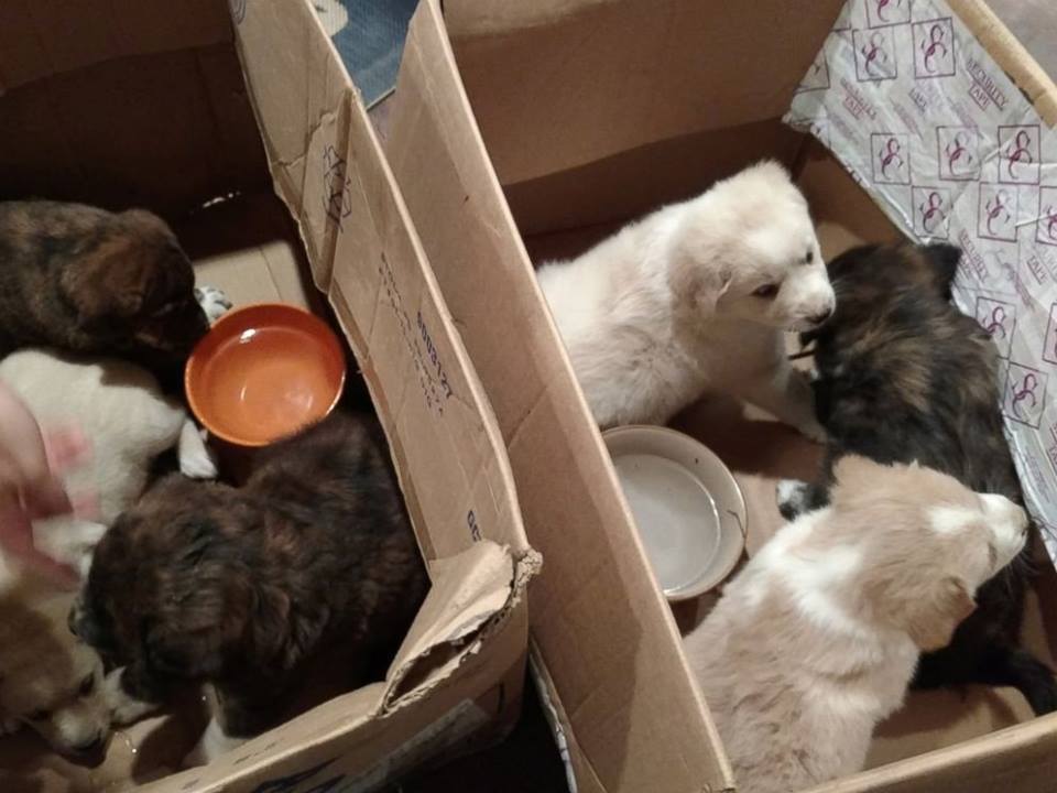 Nem hagyták az erdőben a kiskutyákat