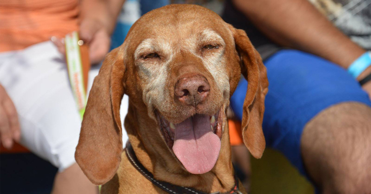 Vidám vizsla a FALKAstrandon
