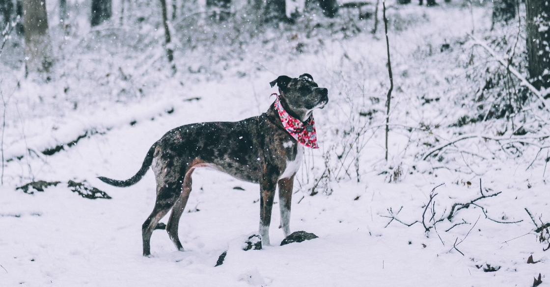 A téli túrák, kirándulások előtt érdemes tájékozódni a korlátozásokról!