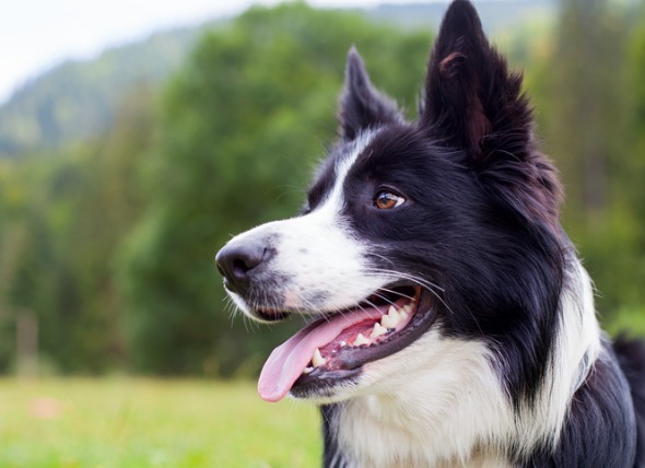 A kutyák is megérzik azt, ha gazdájuk stresszes időszakot él át