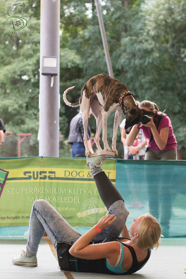 Kűr közben az I. Holdfény Dog Dancing Kupán