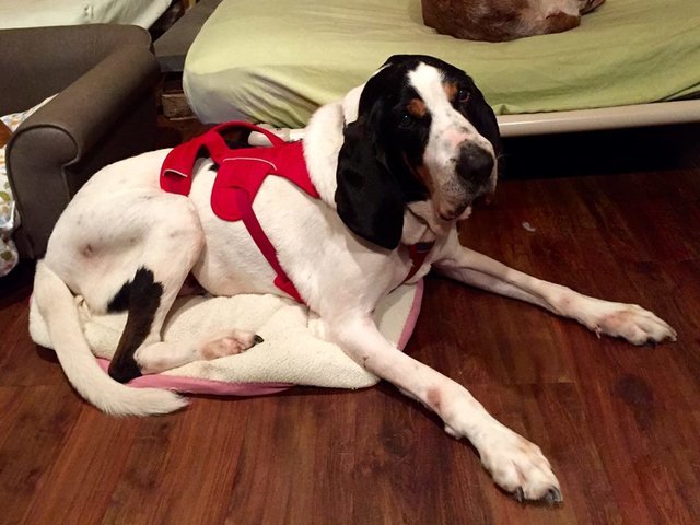 Az idős mosómedvekopó a kicsi fekhelyen