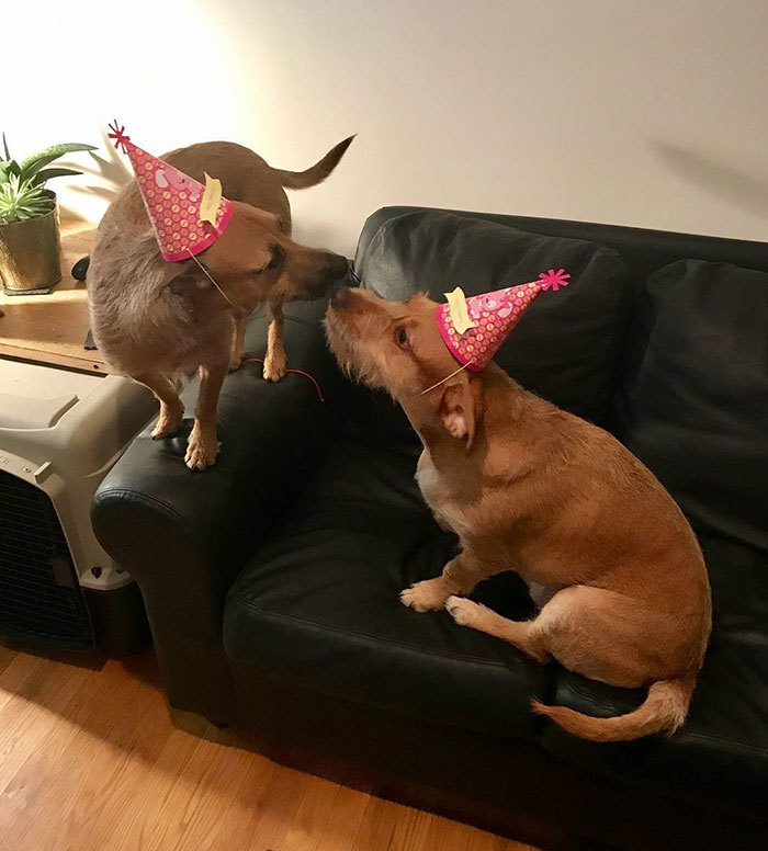 Első látásra örök barátokká váltak a kutyák