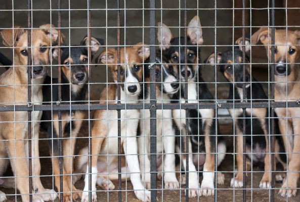 A túlzsúfolt menhelyeken a gazdikereső kutyák is stresszesek