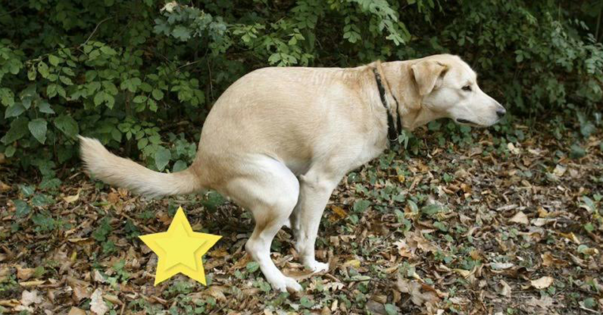 Bent nem maradhat... de minden gazdinak kutya kötelessége eltakarítani!