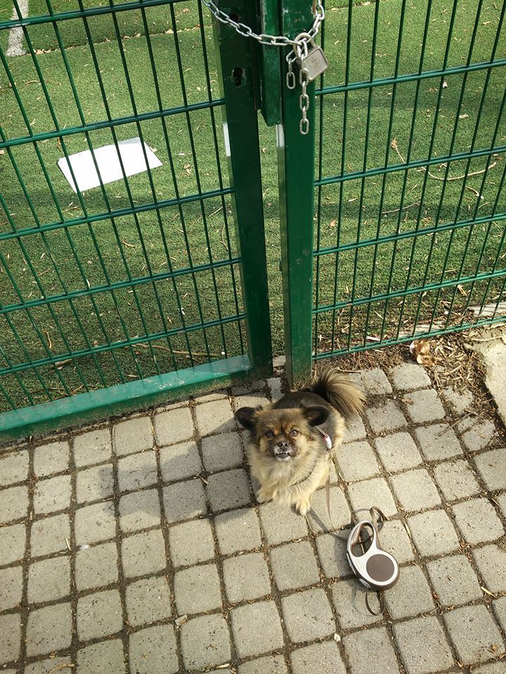 Zárt kapuk fogadják sok helyen a kutyásokat - ott is, ahol egyébként jogosan tartózkodhatnának