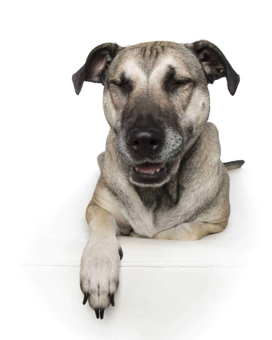 Zen Dogs - keverék Zen Dogs - keverék