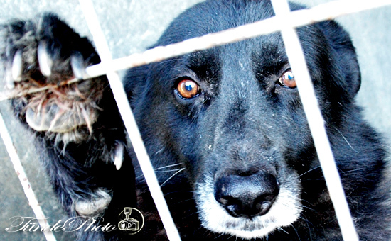 A fekete kutyák is szerető otthont érdemelnek!