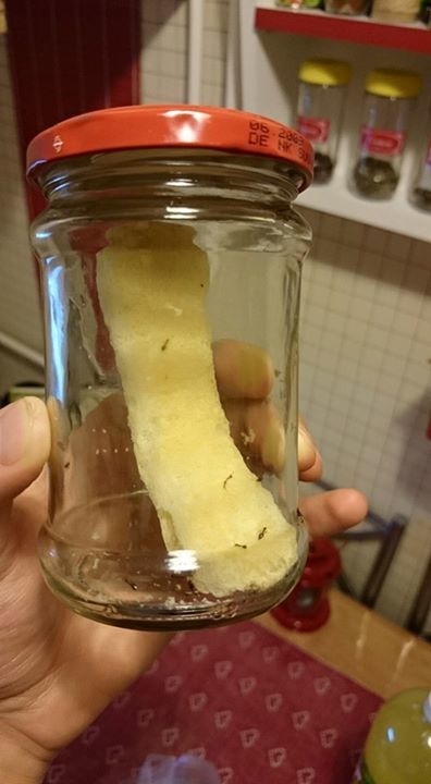 Fagyállóval átitatott babapiskóta - ezzel mérgezik a kutyákat