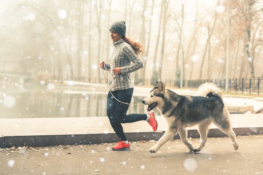 Kutyafajták futáshoz - Alaszkai malamut