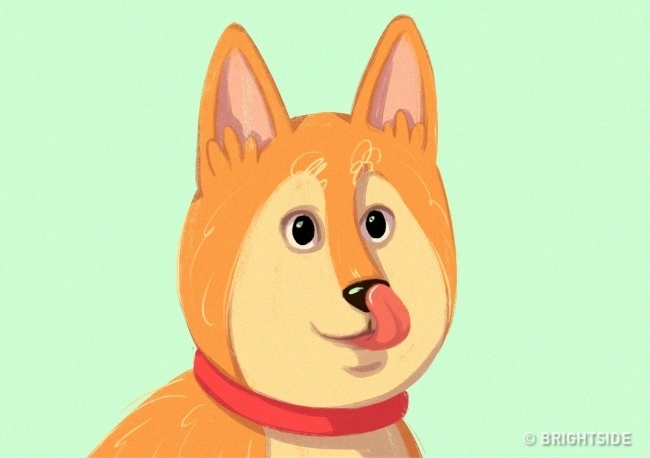 Megnyalja a pofáját