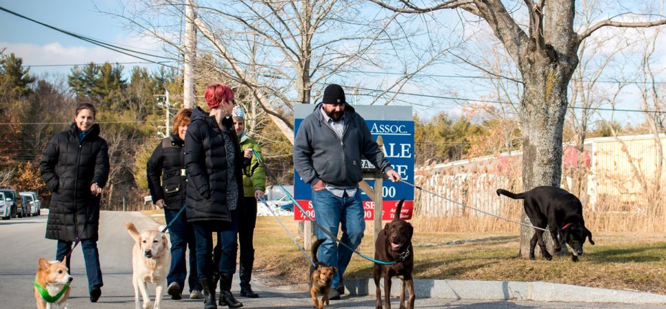 A Kurgo munkatársai gyakran sétáltatják együtt kutyáikat