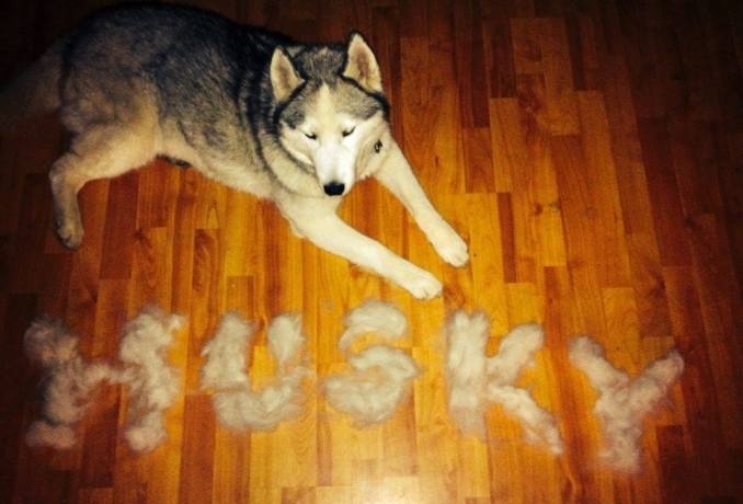 Husky - kreatív megoldás kutyaszőrből