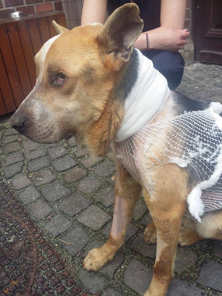 Fülöp a tápszonda sikeres beültetése után az állatklinikán