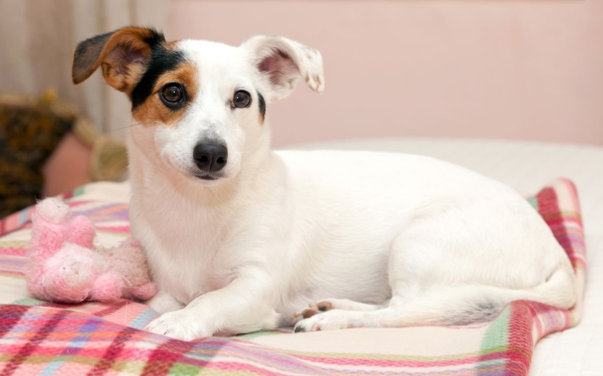 Legyünk türelemmel és szeretettel álvemhes kutyánk iránt