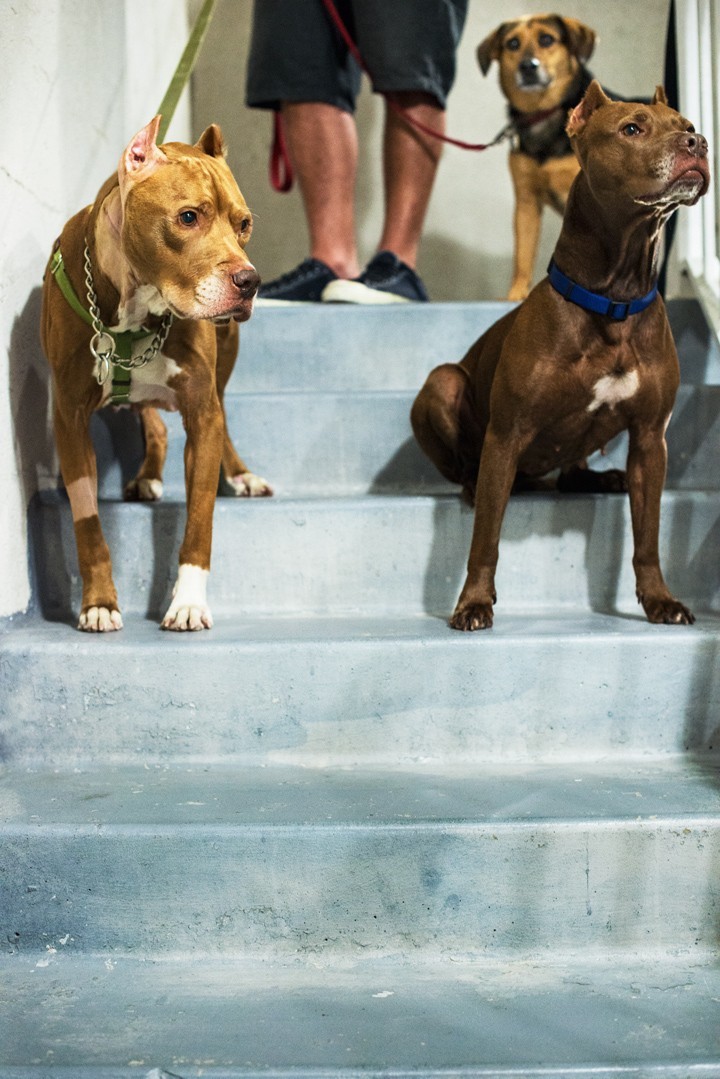 Dukes, Ruby és Violet - az összeszokott falka