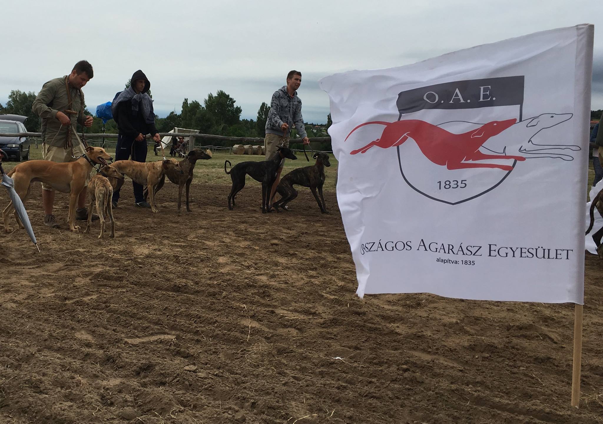 Magyar agarak a Festetics Vágtán