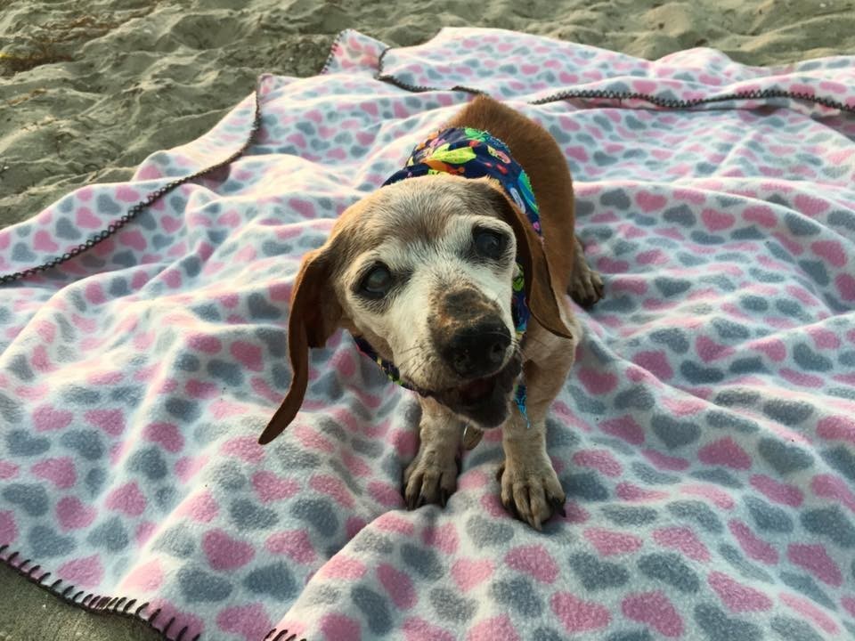 Az idős tacsi a tengerparton