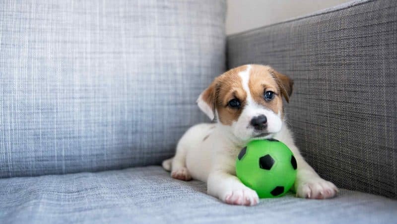 Csuklás kutyáknál - a pihenés, a nyugodt környezet és a figyelemelterelés is segíthet megszüntetni