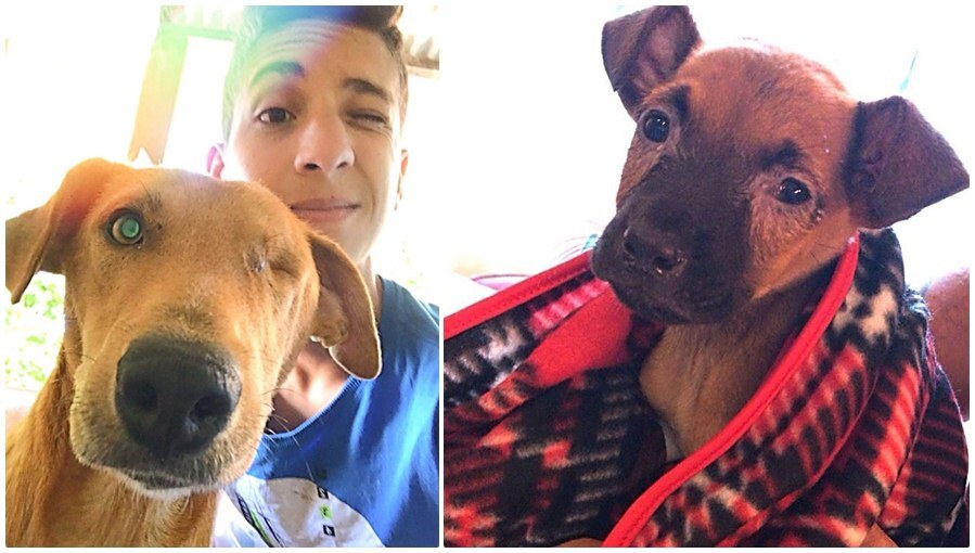 17 évesen megnyitotta a város első menhelyét a brazil fiú