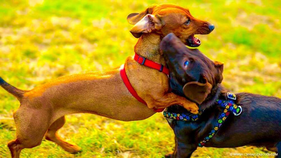 Játszó kutyusok a II. Tacskó Találkozón