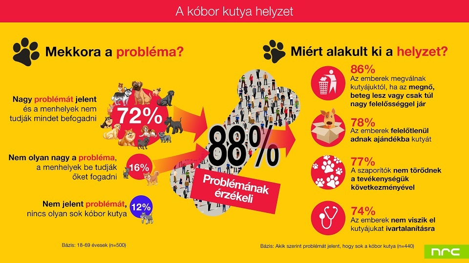 Kóbor kutya helyzet