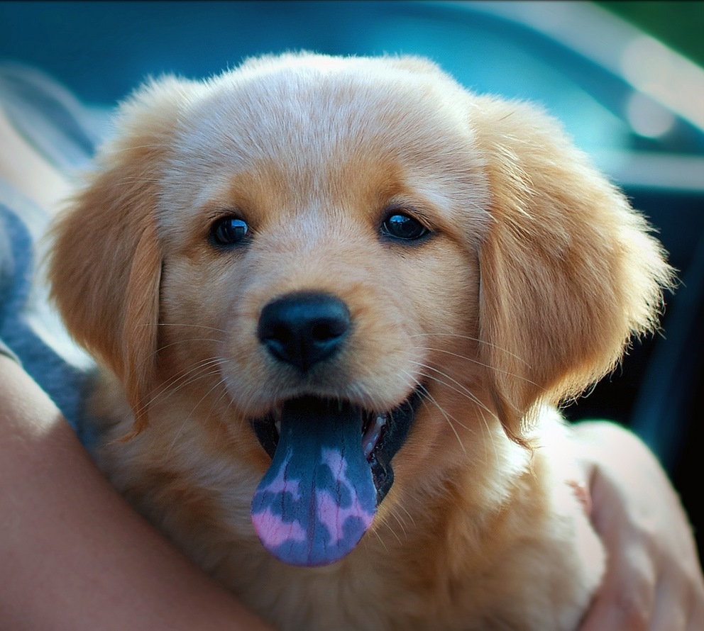 Golden retriever kölyök - pöttyös nyelv