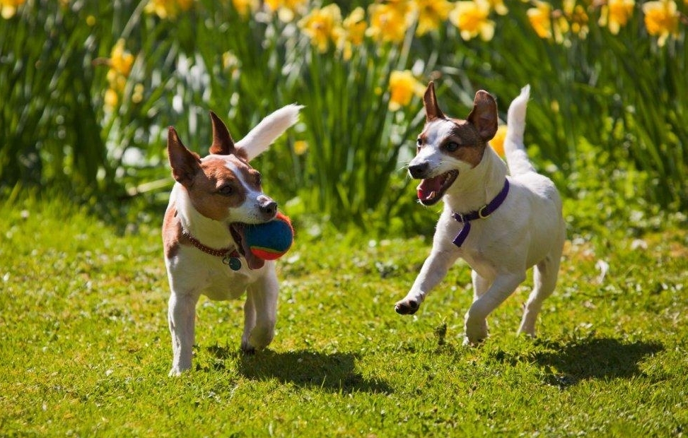 Kerti tippek - a rövidre nyírt fű segíthet csökkenteni a pollenallergiás kutya tüneteit