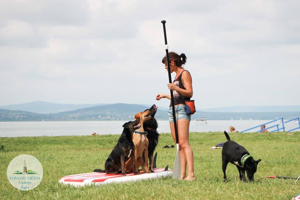 A sup deszka megismertetése a kutyákkal