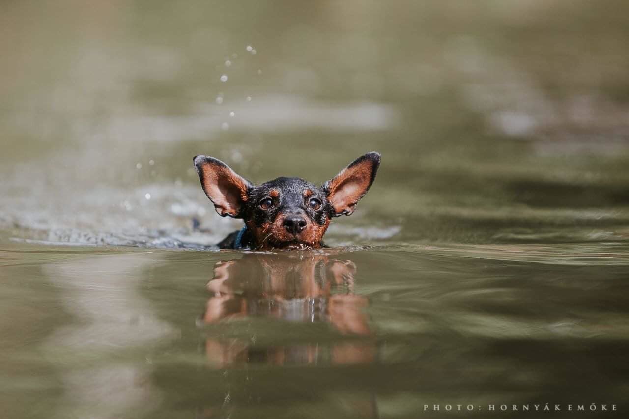 Kis kutyával jobb a sekély vizet választani