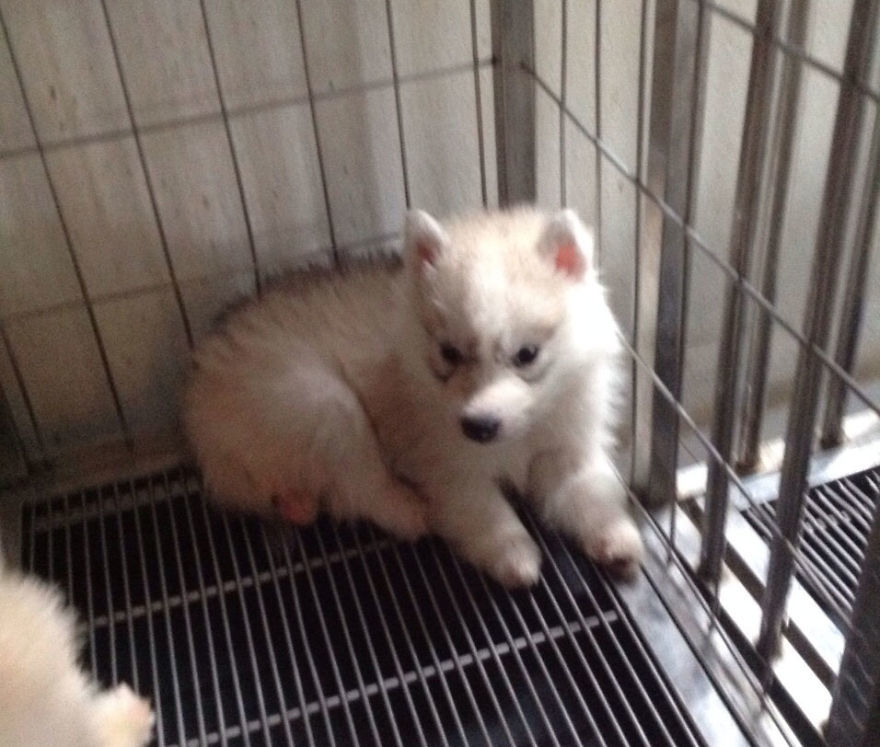 A kis Maya: mancsok nélkül nem tudott rendesen járni, így nem sok esélye volt a boldog gazdis életre