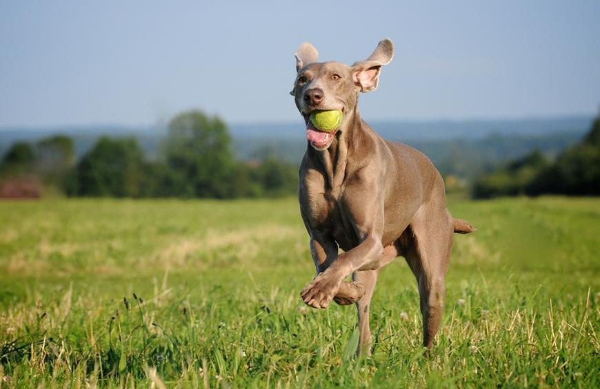Kutyafajták futáshoz - Weimari vizsla