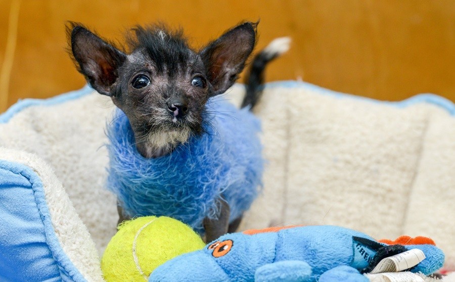 Gyerekzokniból készült pulcsi tartja melegen a kölyökkutyát