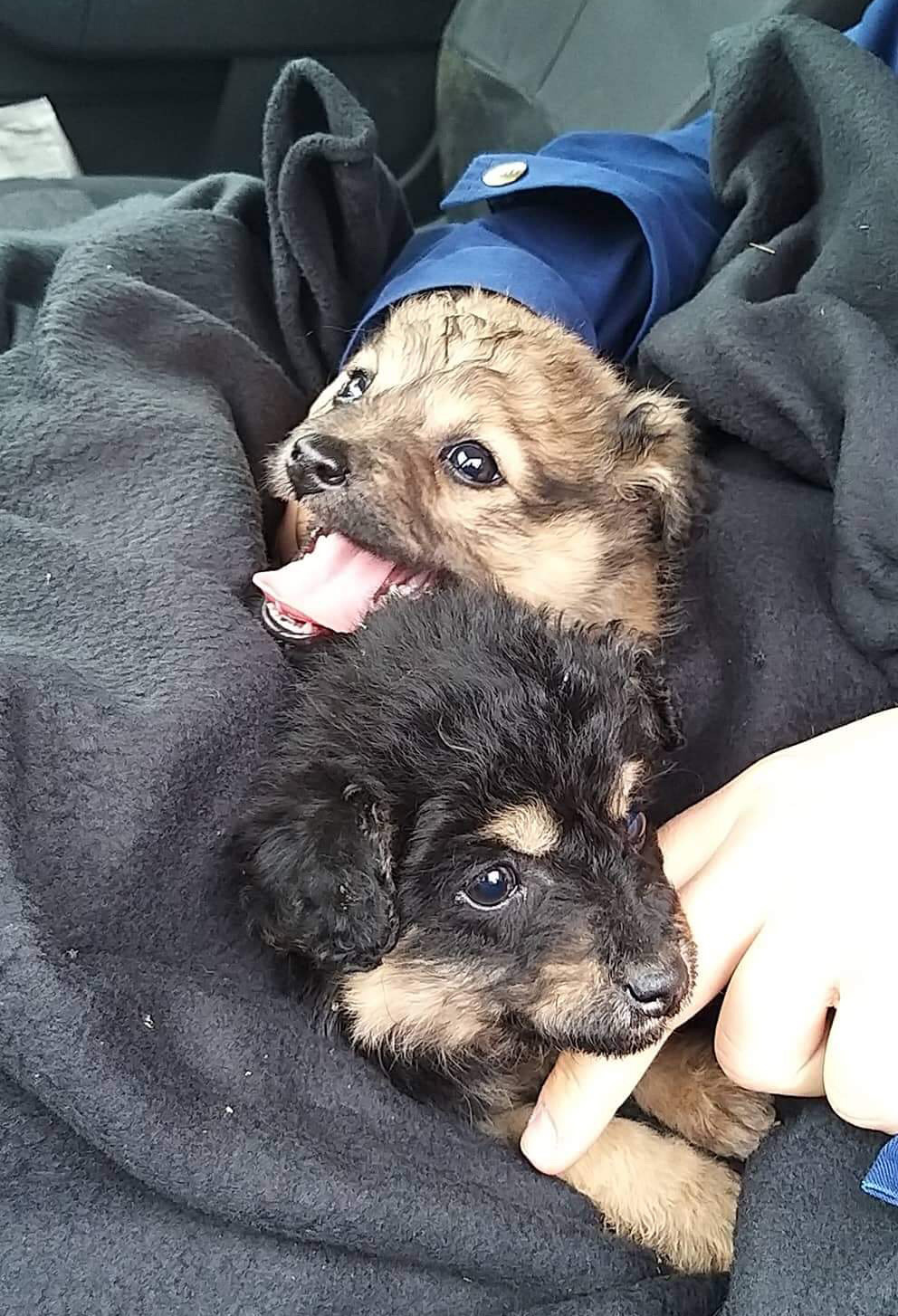 A két kölyköt örökbe is fogadták, így nem kell többé fázniuk