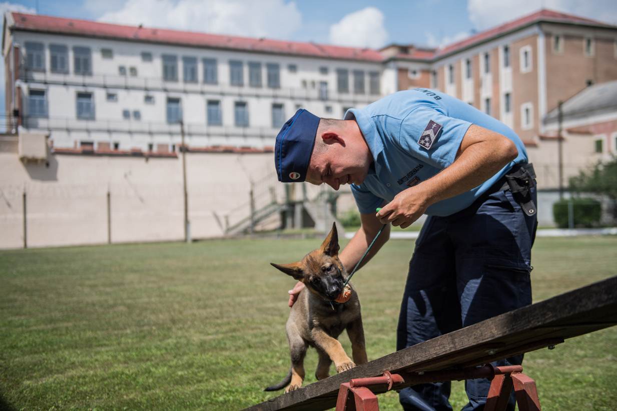 Zserbó, a kölyök németjuhász játékosan tanulja az új feladatokat