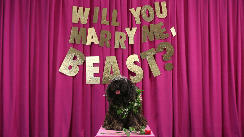 Cuki videón kérte meg Beast mancsát a magyar puli Cuki videón kérte meg Beast mancsát a magyar puli