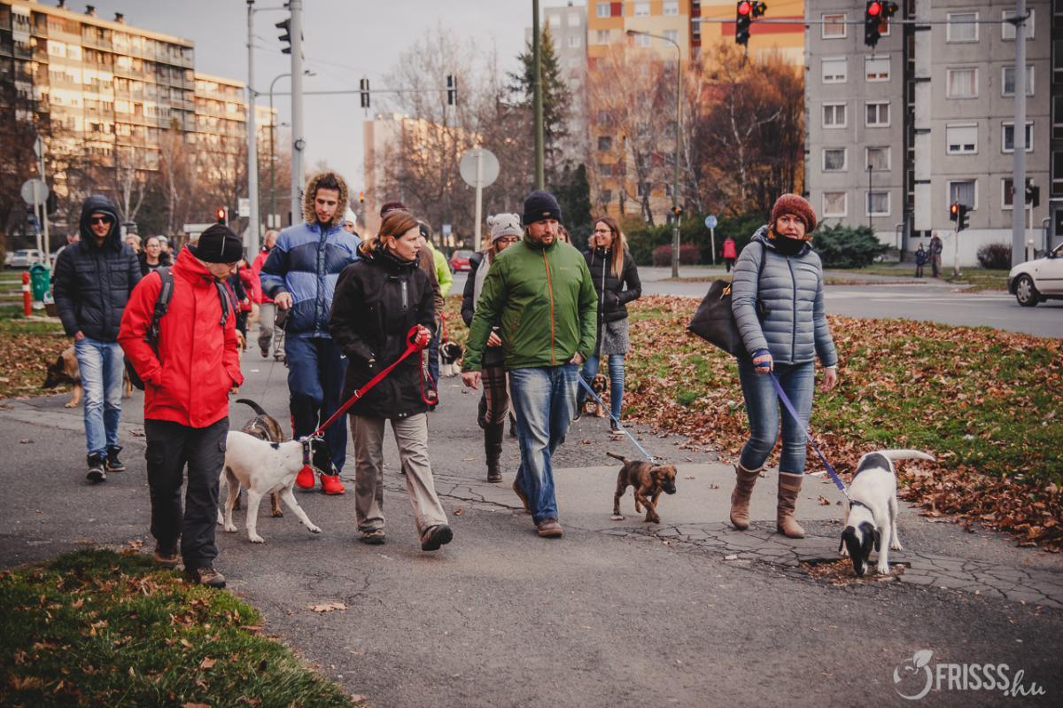 A belvárosban is feltűntek a kutyások
