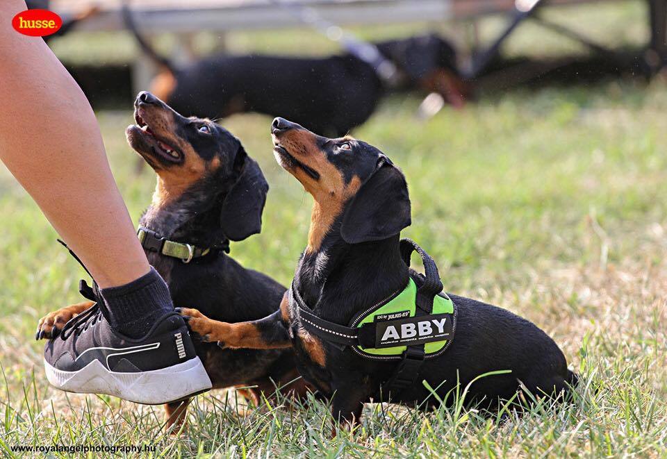 A tacskóké volt a főszerep vasárnap Gödöllőn