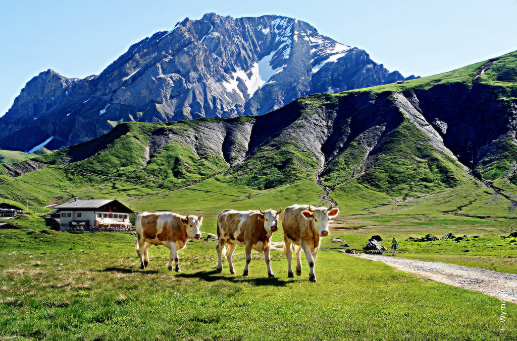 Békés állatok, ám ha kihozzuk őket a sodrukból, igen veszélyesek!
