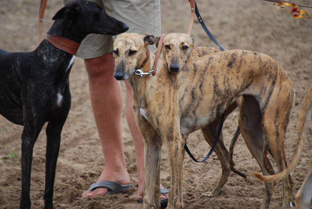 Az agarak nagy közönségsikert arattak