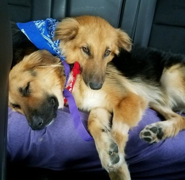 Apollo és Adonis úton új otthonuk felé