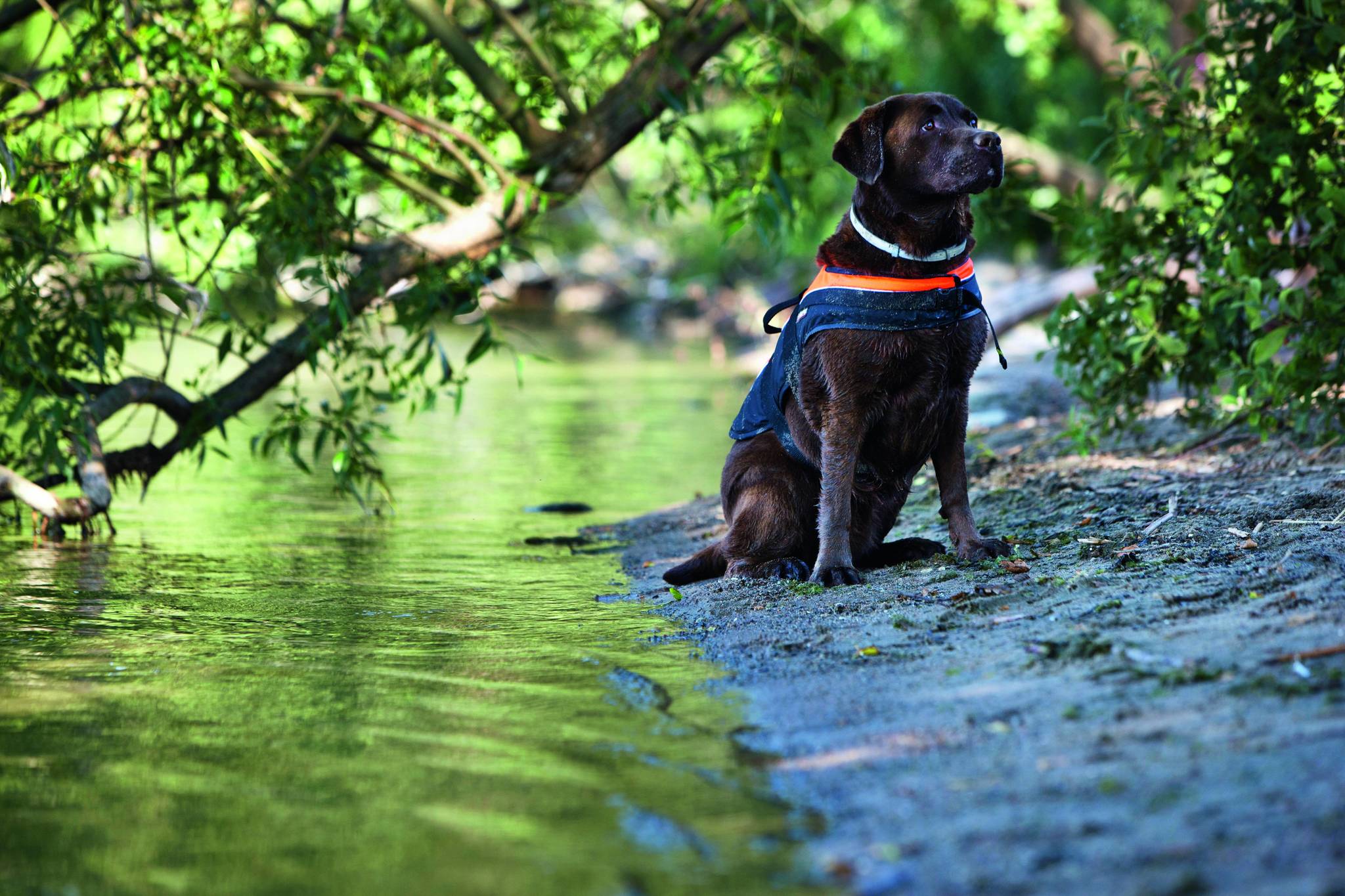 A kutyasétáltatás nem csak egy rövid egészségügyi kört jelent! A kutyasétáltatás nem csak egy rövid egészségügyi kört jelent!