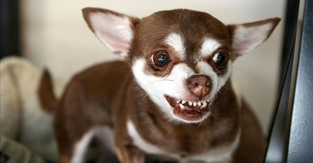 A kutya morgásának érzelmi töltetét is felismerjük, nem csak az ugatásét